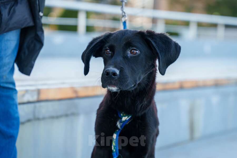 Собаки в Москве: Три маленькие девочки, которые очень хотят стать чьим-то счастьем Девочка, Бесплатно - фото 1