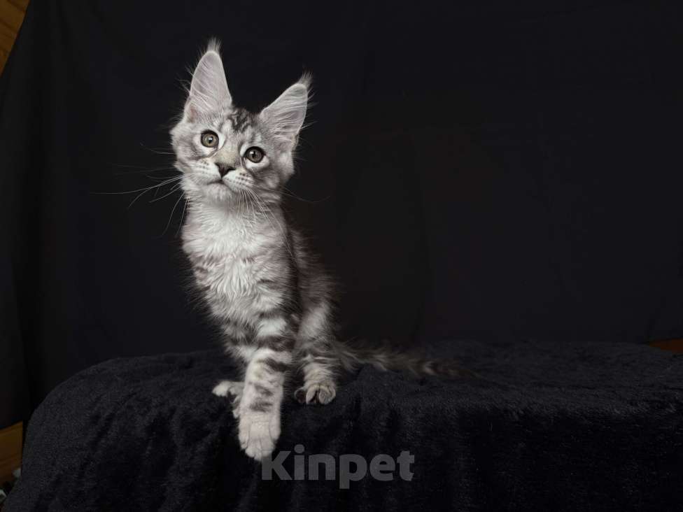 Кошки в Москве: Мейн-кун котенок Девочка, 60 000 руб. - фото 2