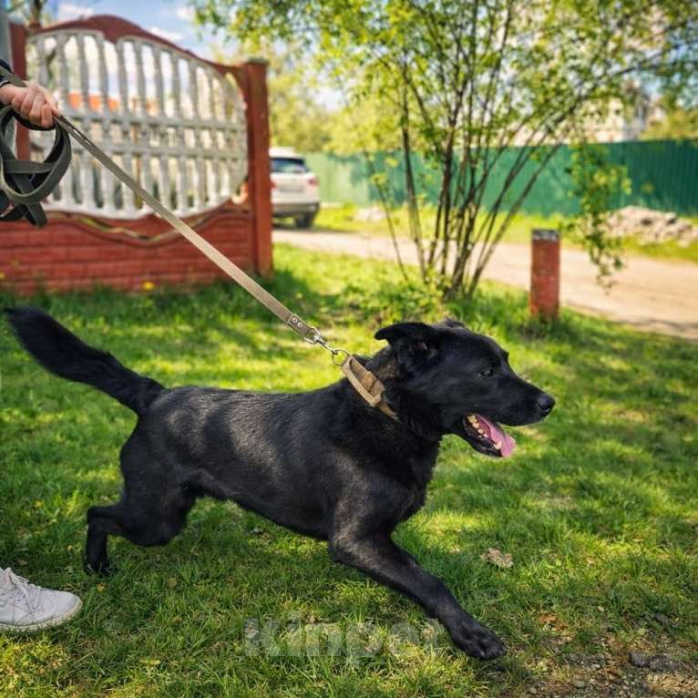 Собаки в Брянске: Красавчик Том ищет дом! Мальчик, Бесплатно - фото 3