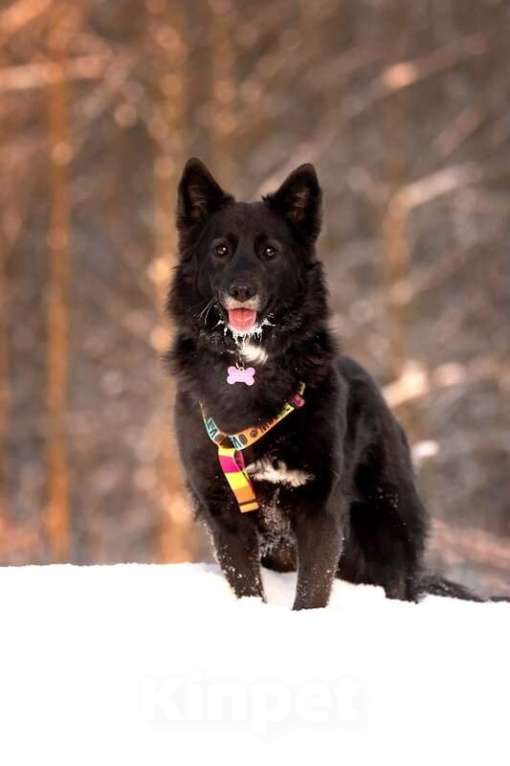 Собаки в Москве: Красавица Рита в добрые руки. Девочка, Бесплатно - фото 2