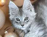 Кошки в Москве: Пушистый ангел для вашего новогоднего настроения Мальчик, 80 000 руб. - фото 6
