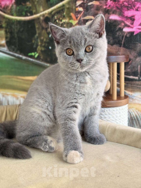 Кошки в Москве: Голубокремова черепаха кошечка Девочка, Бесплатно - фото 4