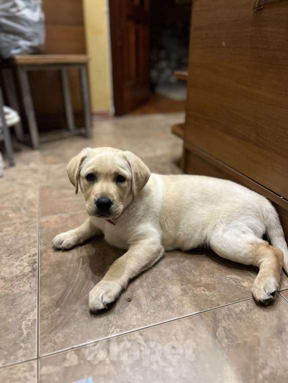 Собаки в Сочи: Лабрадор  Девочка, 25 000 руб. - фото 1