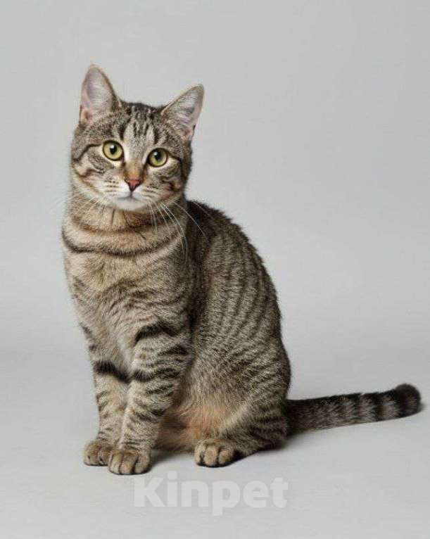 Кошки в Москве: Полосочка ищет дом Девочка, Бесплатно - фото 1