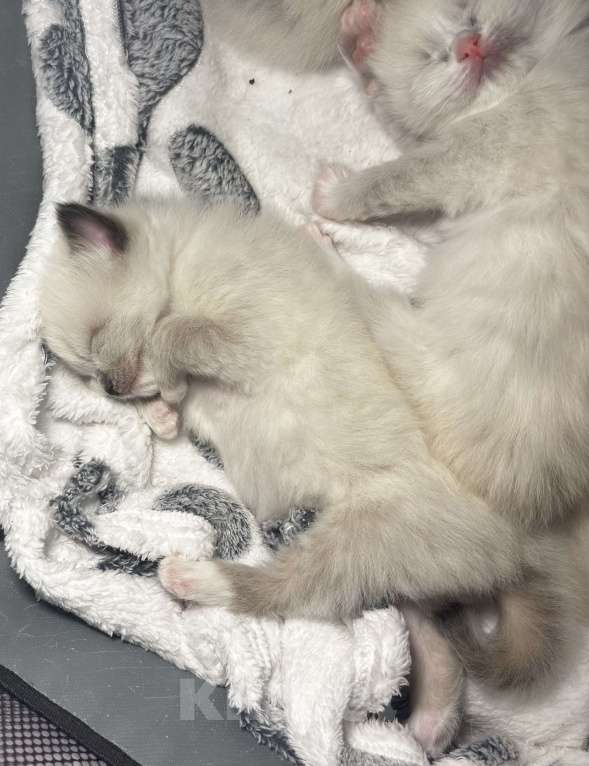 Кошки в Москве: Невские маскарадные котята  Девочка, 25 000 руб. - фото 2