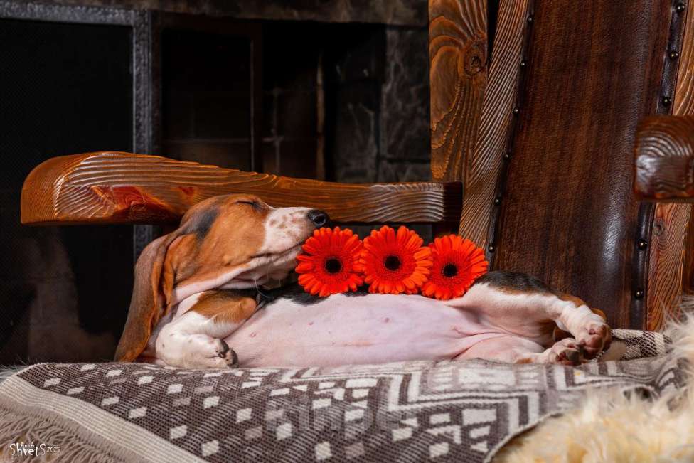 Собаки в Истре: Артезиано-нормандский бассет Девочка, 150 000 руб. - фото 6