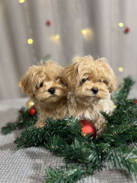Собаки в других городах Московской области: Мальчик мальтипу f1 мини Мальчик, 130 000 руб. - фото 6