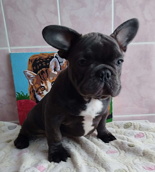 Красивый мальчик французский бульдог.