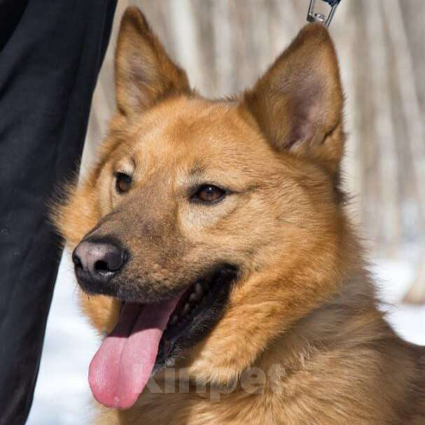 Собаки в Москве: Лило Мальчик, Бесплатно - фото 2