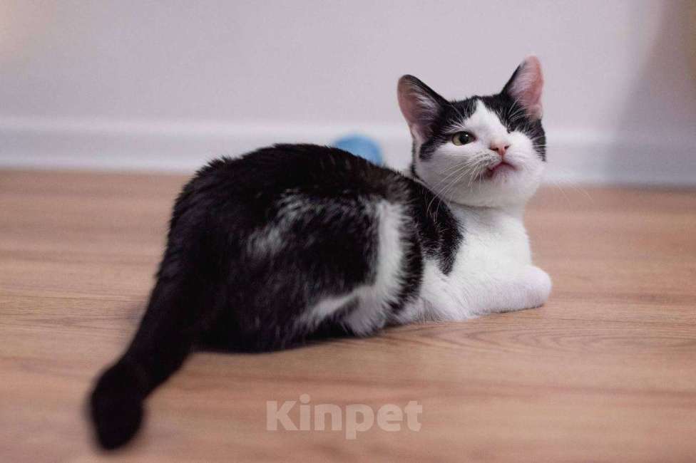 Кошки в Балашихе: Каспер, одноглазый котенок Мальчик, Бесплатно - фото 3