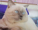 Кошки в Малмыже: Продаются Шотландские котята, 7 000 руб. - фото 2