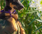 Собаки в Сочи: Джой Мальчик, 10 руб. - фото 2