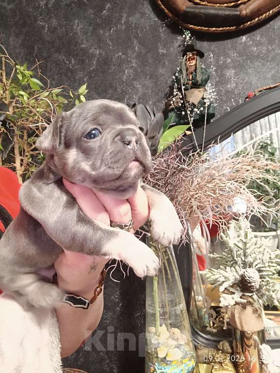 Собаки в Москве: Французские булочки девочки Девочка, 75 000 руб. - фото 5