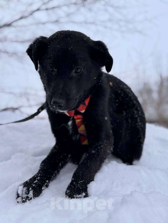 Собаки в Уфе: Щенок Мальчик, 300 руб. - фото 1