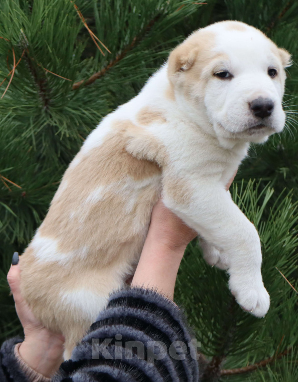 Собаки в Краснодаре: Щенок САО Мальчик, 65 000 руб. - фото 1