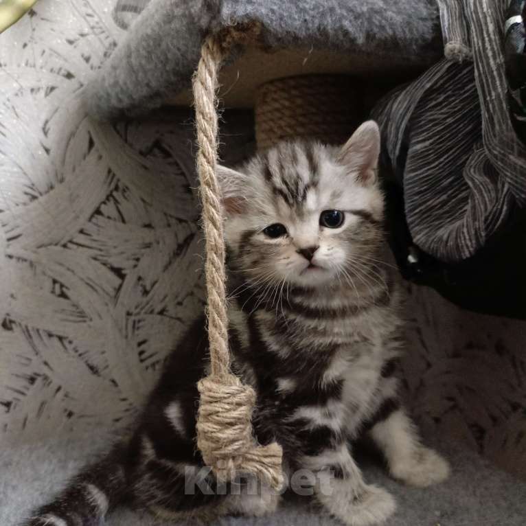 Кошки в Волгограде: Шотландские вислоухие котята Разнополые, Бесплатно - фото 9