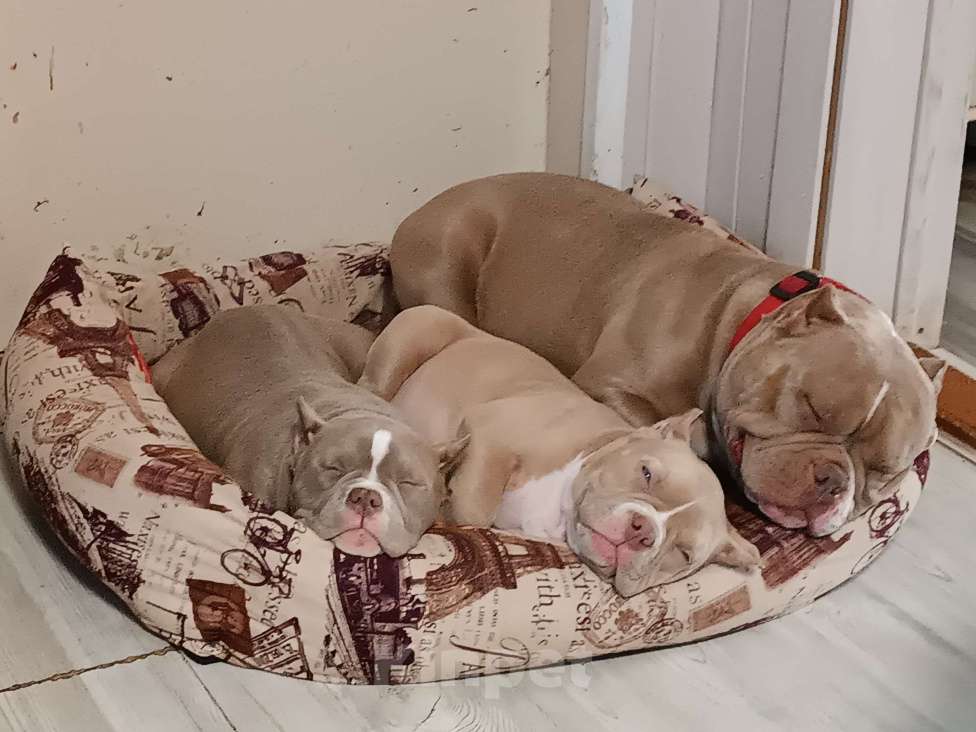 Собаки в Москве: Продается прекрасная девочка булли, покет Девочка, 145 000 руб. - фото 4