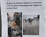 Собаки в Иркутске: Потерялся Мальчик, Бесплатно - фото 1