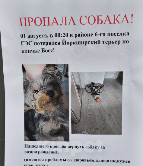 Собаки в Иркутске: Потерялся Мальчик, Бесплатно - фото 1