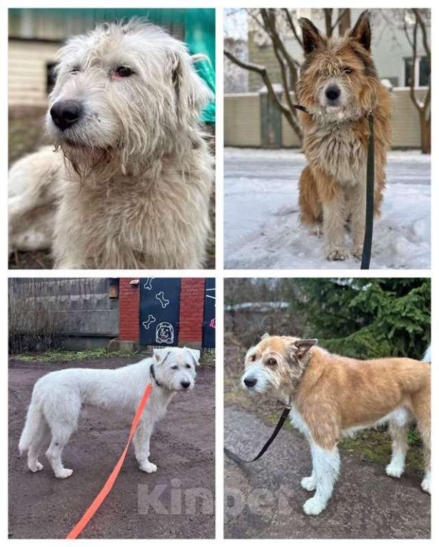 Собаки в Санкт-Петербурге: Беляш и Рыжуля, два невероятных пса, очень ждут свой дом и человека. Мальчик, Бесплатно - фото 1