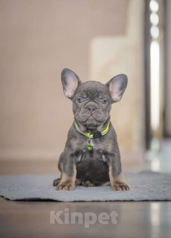 Собаки в Белгороде: Французский бульдог щенки Девочка, 90 000 руб. - фото 1