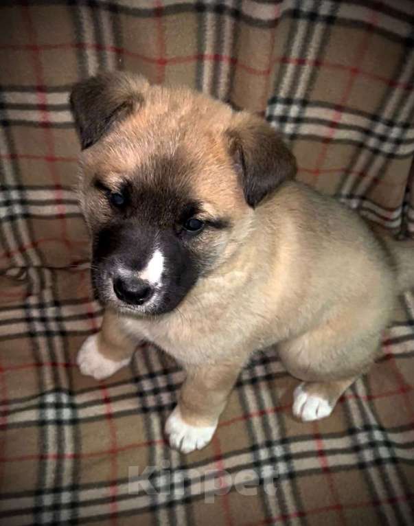 Собаки в Лосином-Петровском: Барри якутенок Мальчик, Бесплатно - фото 5