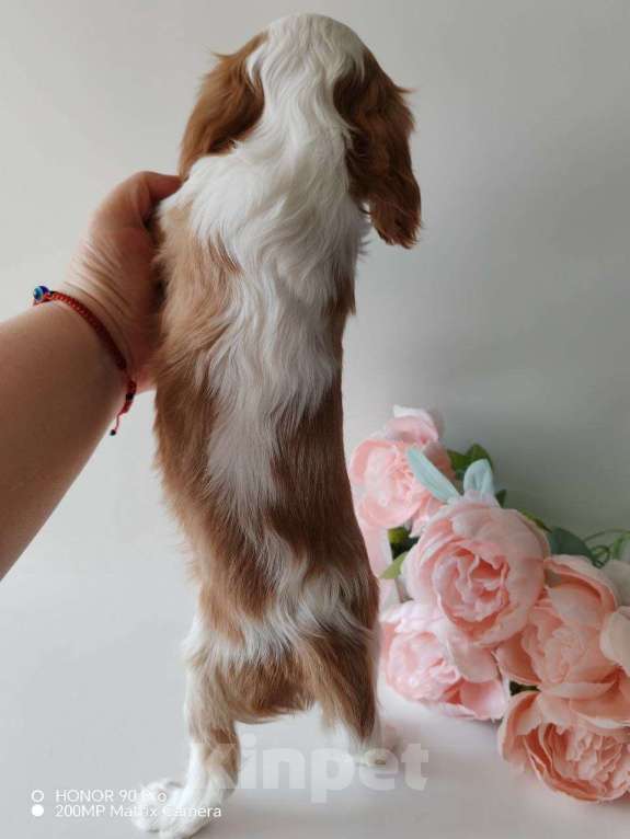 Собаки в других городах Московской области: Кавалер Кинг Чарльз спаниель, мальчик Мальчик, 70 000 руб. - фото 4