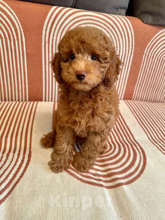 Собаки в Липецке: Продаются щенки карликового пулеля Мальчик, 35 000 руб. - фото 3