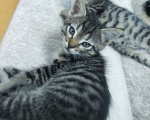 Кошки в Балашихе: Кошечка в добрые руки  Девочка, Бесплатно - фото 2