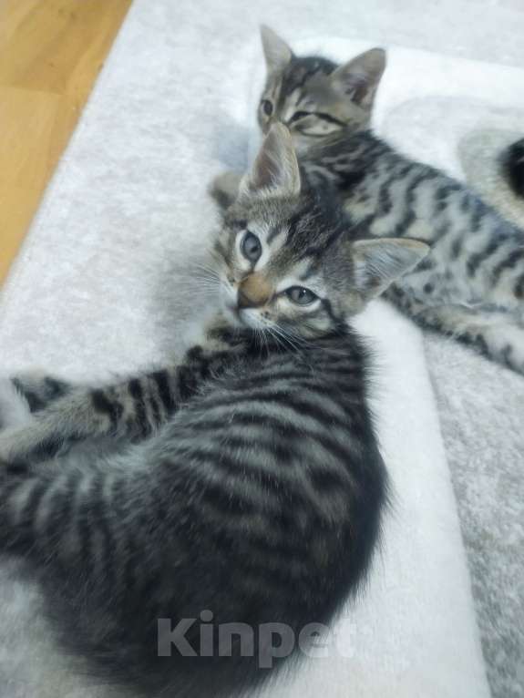 Кошки в Балашихе: Кошечка в добрые руки  Девочка, Бесплатно - фото 2