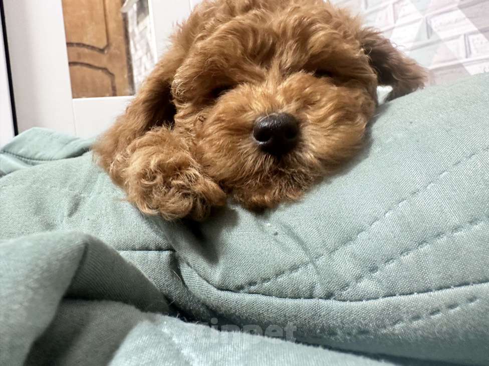 Собаки в Москве: Той Пудель  Теодор Мальчик, 140 000 руб. - фото 6