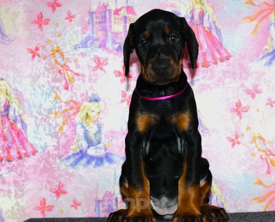 Собаки в Екатеринбурге: Щенки добермана Мальчик, 80 000 руб. - фото 5