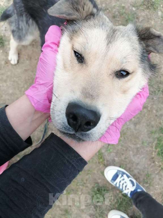 Собаки в Москве: Виччи, мечтательный щенок Мальчик, Бесплатно - фото 2