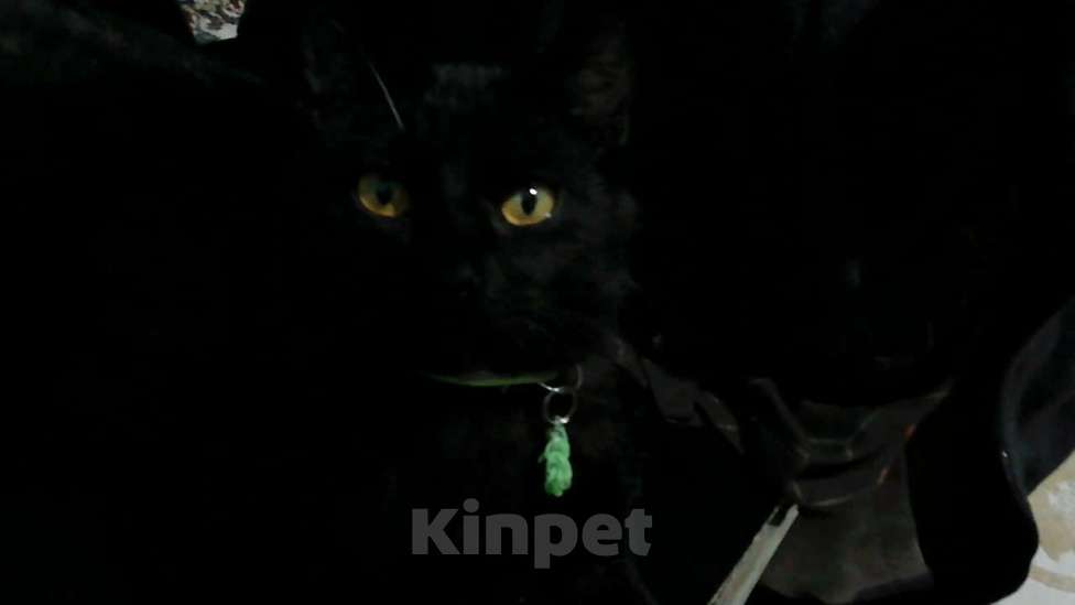 Кошки в Махачкале: котенок мальчик в добрые руки Мальчик, Бесплатно - фото 2