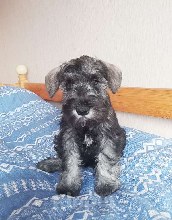 Собаки в Белгороде: Щенки цвергшнауцера Мальчик, Бесплатно - фото 2