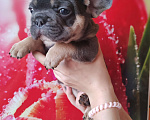 Собаки в Уссурийске: Готовы к продаже щенки французский бульдог Мальчик, 45 000 руб. - фото 2