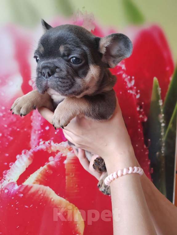 Собаки в Уссурийске: Готовы к продаже щенки французский бульдог Мальчик, 45 000 руб. - фото 2
