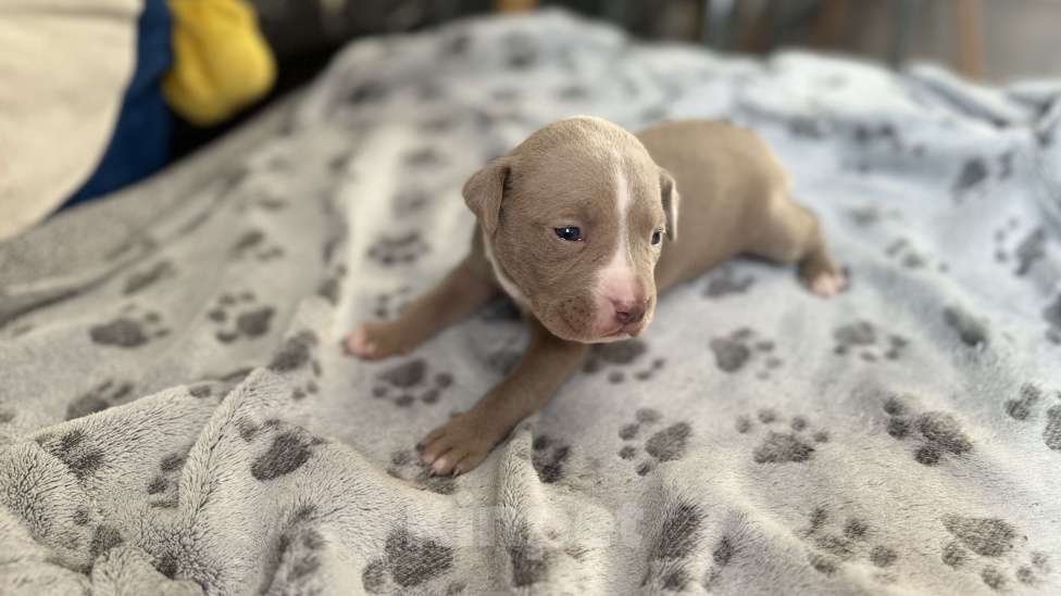 Собаки в Санкт-Петербурге: Малышка маленькая Девочка, 40 000 руб. - фото 8