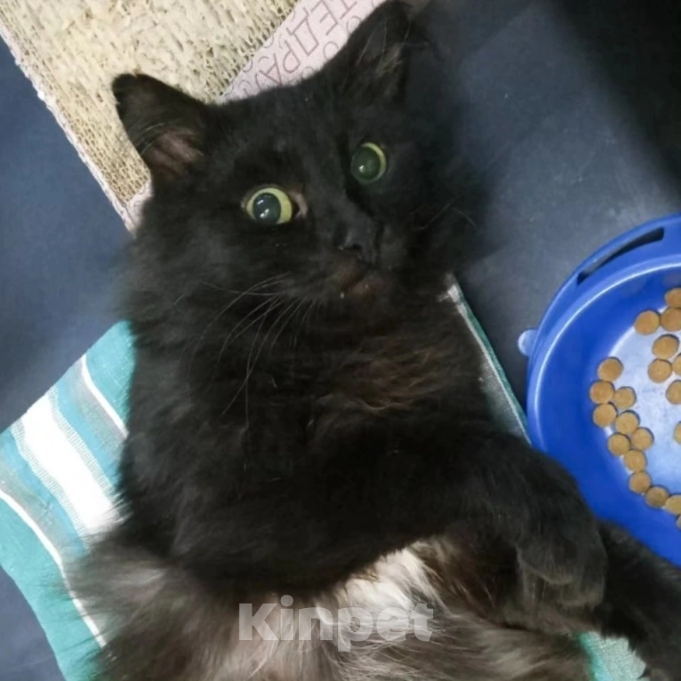 Кошки в Москве: Пушистый черный котик грустит в клетке Мальчик, Бесплатно - фото 3