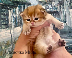 Кошки в Челябинске: Британская длинношерстная девочка by 12 Девочка, 65 000 руб. - фото 3
