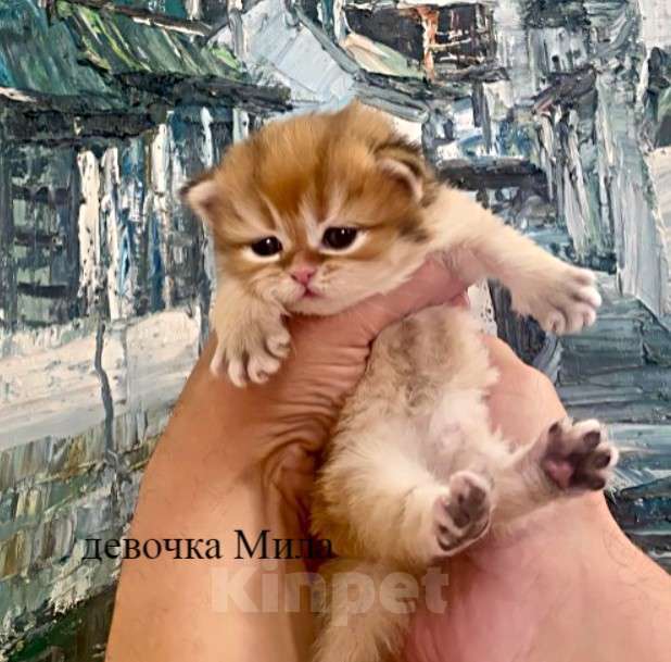 Кошки в Челябинске: Британская длинношерстная девочка by 12 Девочка, 65 000 руб. - фото 3