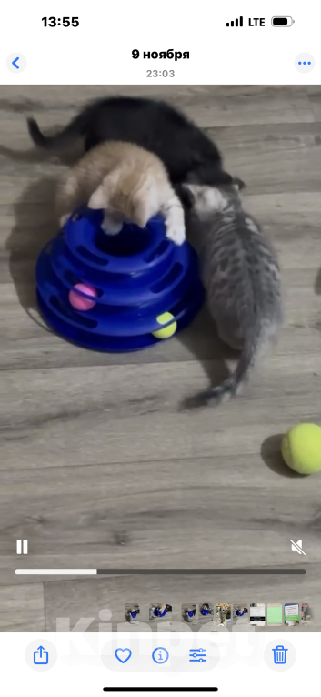 Кошки в Балашихе: Котёнок Гаврик Мальчик, Бесплатно - фото 4