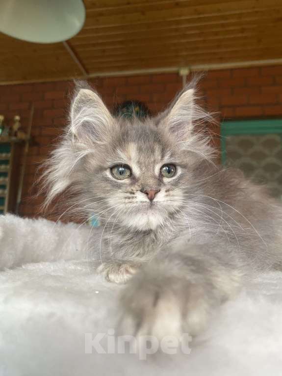 Кошки в других городах Московской области: Мейн-кун девочка Девочка, 60 000 руб. - фото 5