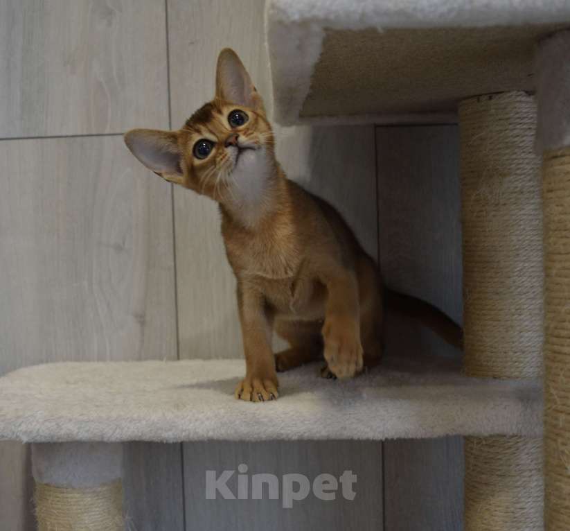 Кошки в Москве: Абиссинские котята Девочка, 65 000 руб. - фото 2