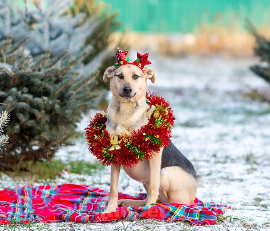 Собаки в других городах Московской области: Доброжелательная Джули Девочка, Бесплатно - фото 5