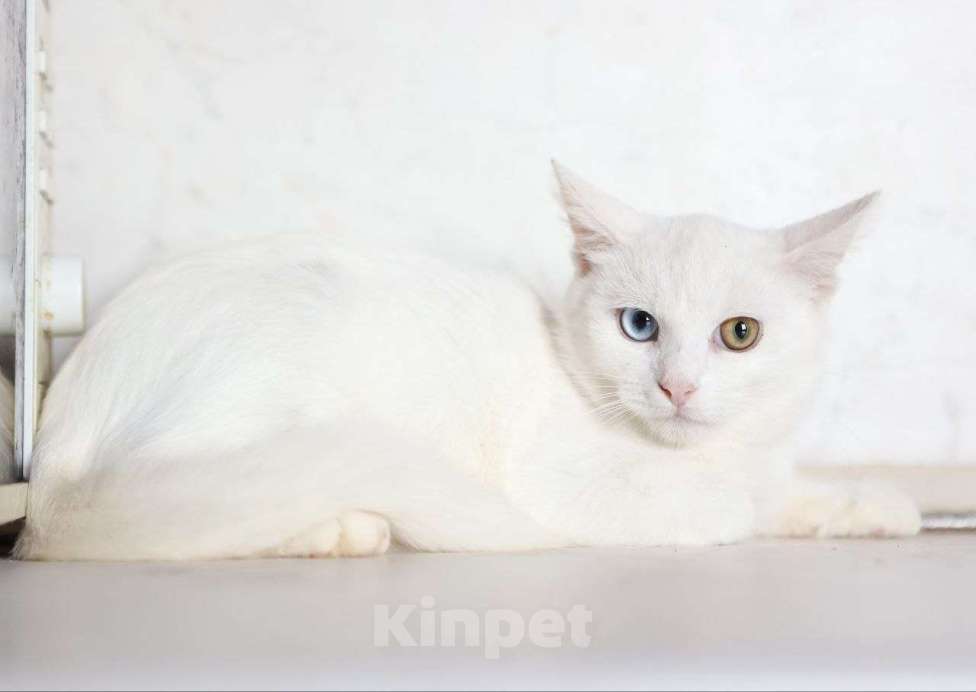 Кошки в других городах Московской области: Белоснежный Аполлон ждет Вас! Мальчик, Бесплатно - фото 4