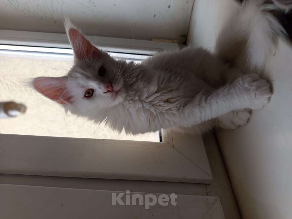 Кошки в других городах Ленинградской области: Девочка Мейн Кун polidakt Девочка, 25 000 руб. - фото 2