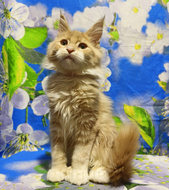 Кошки в Москве: Мейн-Кун полидакт. Девочка Девочка, 90 000 руб. - фото 5