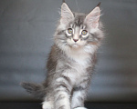 Кошки в Екатеринбурге: Даймонд Димочка Мальчик, 50 000 руб. - фото 10