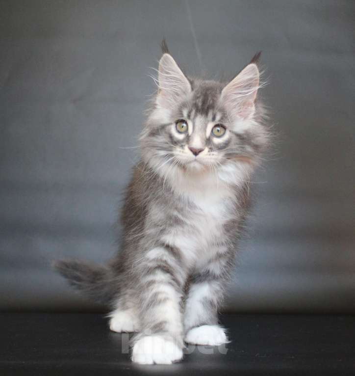 Кошки в Екатеринбурге: Даймонд Димочка Мальчик, 50 000 руб. - фото 10